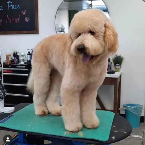 Large fluffy dog on grooming table